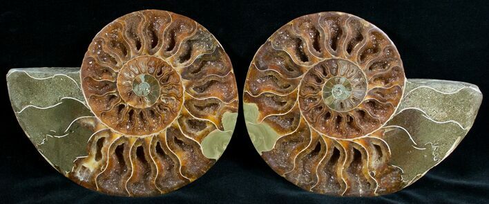 Beautiful Cut & Polished Ammonite #6873